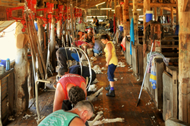 Steam Plains Shearing 022367  © Claire Parks Photography 